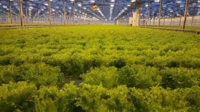 Hydroponic lettuce lines