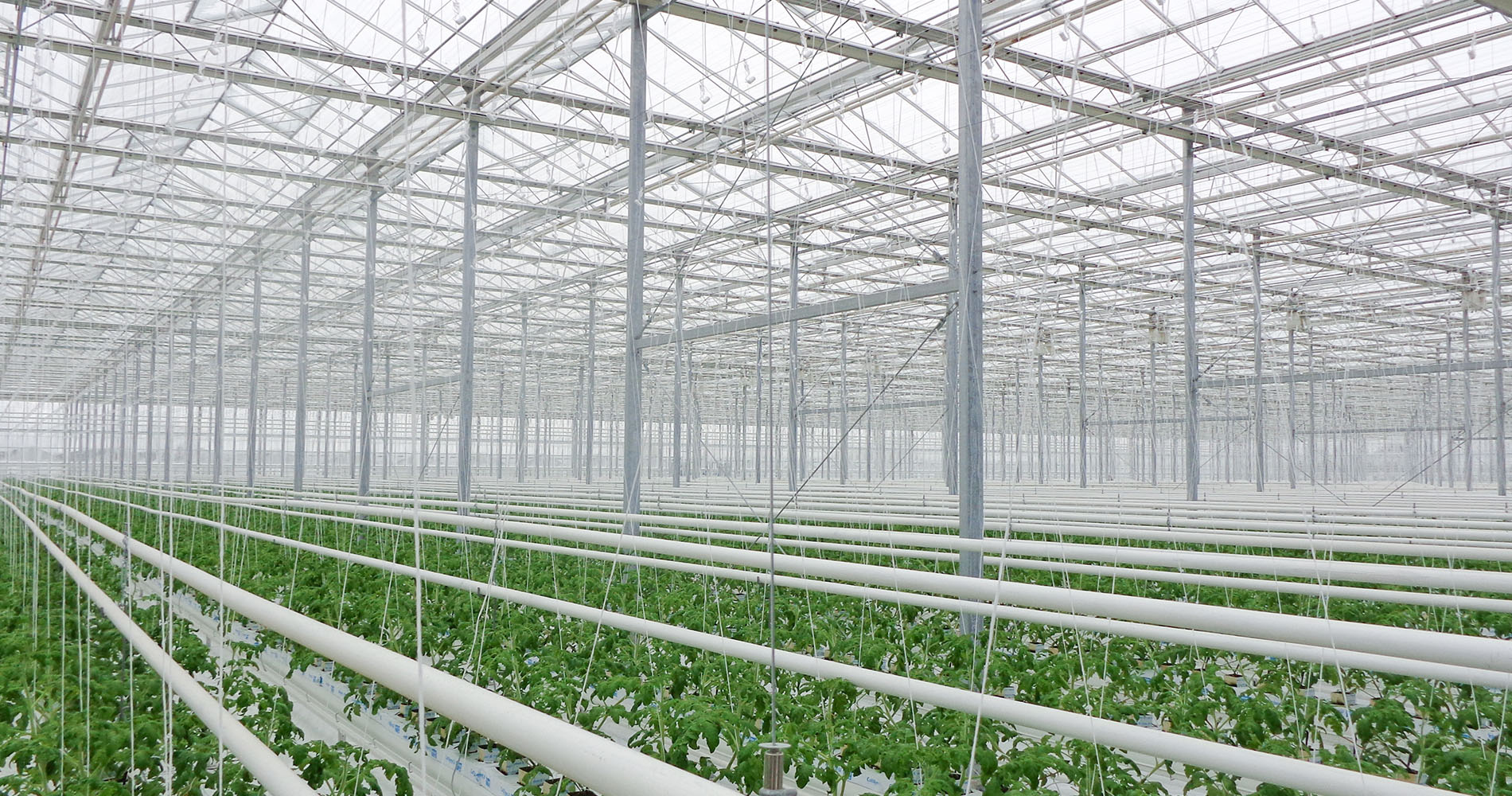 Greenhouse heating pipes and piping design
