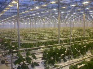 Read more about the article Greenhouse lights