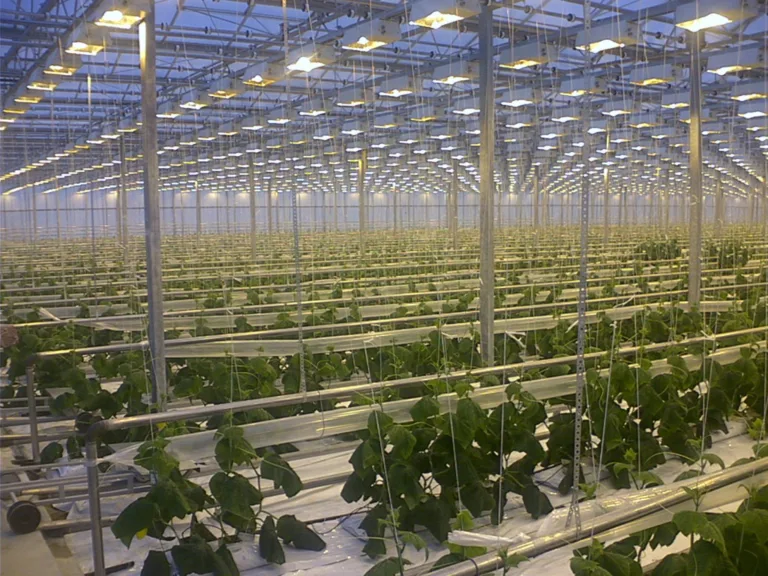 Read more about the article Greenhouse lights