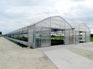 Read more about the article Multispan film greenhouses