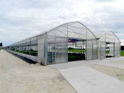 Multispan film greenhouses