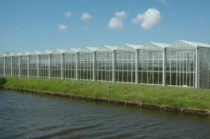 Read more about the article Venlo greenhouses