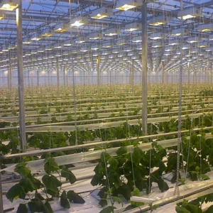 Read more about the article Installation of greenhouse lights