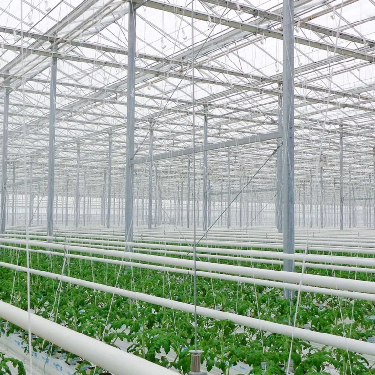 Read more about the article Greenhouse heating pipes and piping design