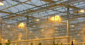 Read more about the article High pressure misting system for greenhouses